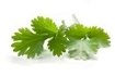 cilantro recipes