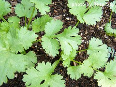 Growing Cilantro