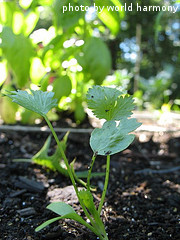 Transplanted Cilantro Seedling