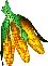 growing sweet corn