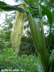 growing ear of corn