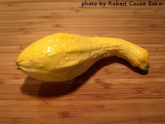 Crookneck Summer Squash