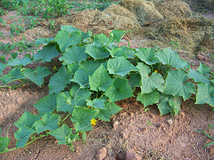 Large Cucumber Plant