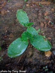 cucumber seedling