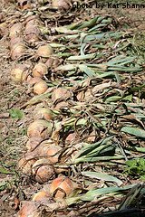 Harvested Onions