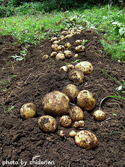 Dug Potatoes