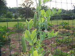 peas on vine