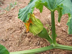 Female Pumpkin Blossom