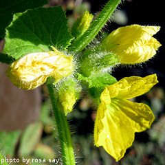 Cantaloupe Flowers