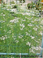 Flowering Cilantro Plants