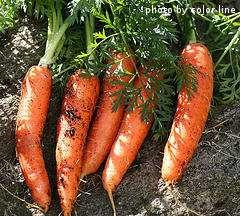Harvested Carrots