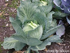 Mature Cabbage Plant