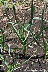 Growing Garlic Plants