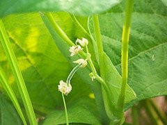 bean plant