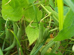 green beans growing