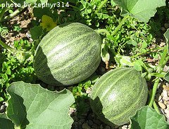 Green Cantaloupes