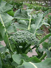 Baby Broccoli Head