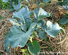 growing broccoli plant