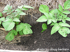 potato plants