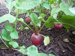 Mature Radish Plants