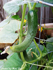 Hanging Cucumber