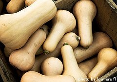 harvested butternut squash