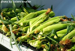 ears of sweet corn