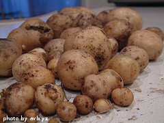 harvested potatoes