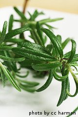 Rosemary Sprig