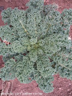 kale plant