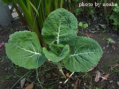 kale seedling