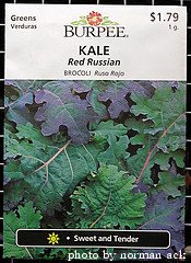 kale seed packet