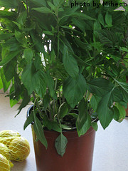 Large Basil Plant In Pot