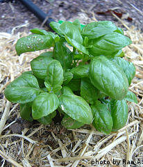 Basil Seedling