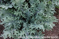 kale plant