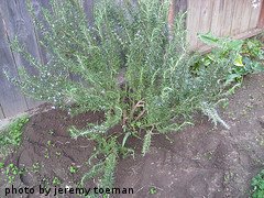Large Rosemary Bush