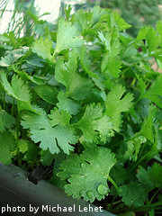 Leafy Cilantro Plant