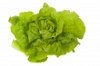 variety of lettuce