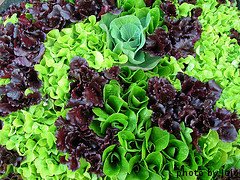 Different Varieties of Looseleaf Lettuce