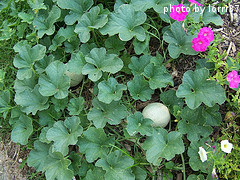 Cantaloupe Patch