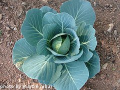 Young Cabbage Plant