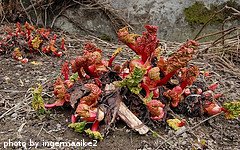 Rhubarb Sprouting