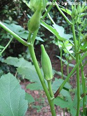 Mature Okra Pods