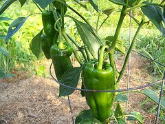 pablano peppers on vine