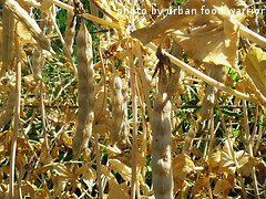 dried peas on vine