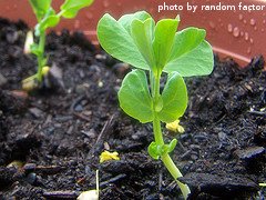 Pea Seedlings