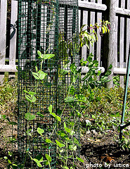 Pea Plants Growing Up Cage