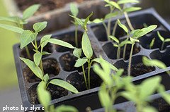 Pepper Seedlings