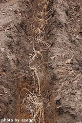 Planted Asparagus Crowns