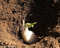 Planted Garlic Seed Clove